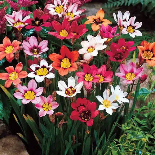 Vibrant display of mixed sparaxis flowers in various colours including white, pink, red, and orange.