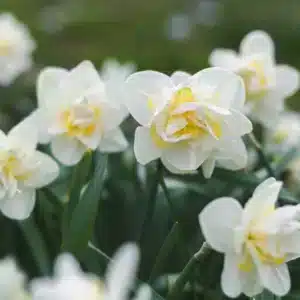 Daffodils White Lion Bulbs