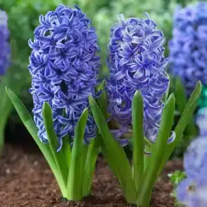 Hyacinths Light Blue Bulbs