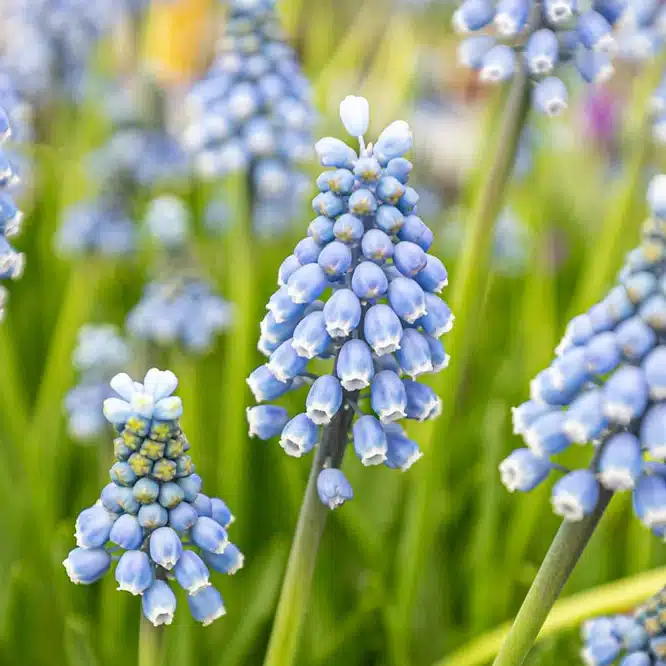 Close-up of blue pearl muscari blooms, showing the distinctive bell-shaped clusters of flowers.