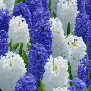 Hyacinths Mixed Bulbs