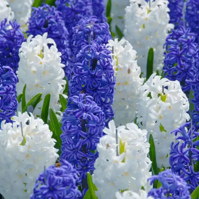 Hyacinth flowers in shades of blue and white, densely clustered on green stems.