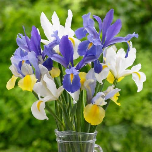 A vase of blue, white and yellow dutch irises against a blurred green background.