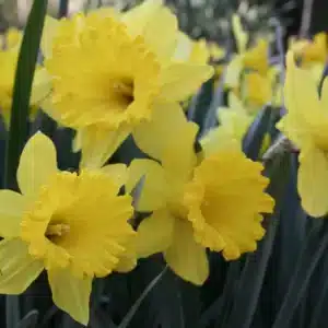 Daffodils Flower Carpet Bulbs