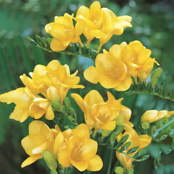 Bright yellow freesia flowers in full bloom on green stems.