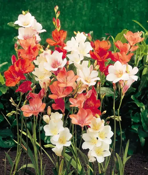 Vibrant mix of red, orange, pink and white tritonia flowers growing in a garden.