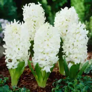 Hyacinths White Bulbs