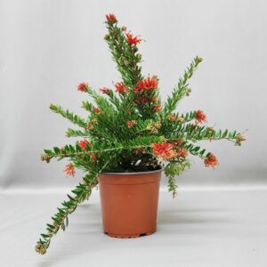 GREVILLEA KNOCKOUT 15CM