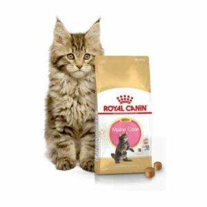 KITTEN MAINE COON 4KG
