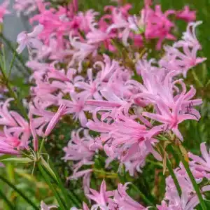 NERINE FOLIFOLIA PINK BULBS