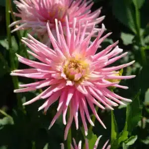 DAHLIA PARK PRINCESS BULBS