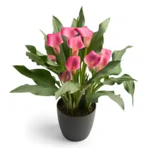 ZANTEDESCHIA WILD SALMON BULBS