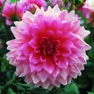 DAHLIA LAVENDER PERFECTION BULBS