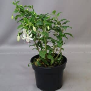 FUCHSIA MIX 15CM
