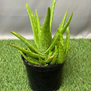ALOE VERA 15CM