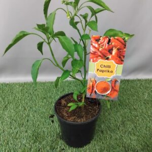 HERB CAPSICUM PAPRIKA 14CM