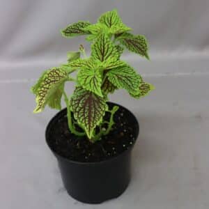 COLEUS ASSORTED 15CM