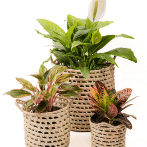 CINNAMON BASKET
