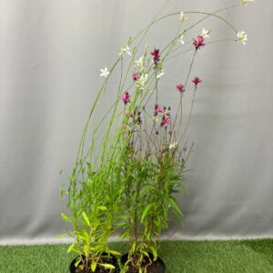 GAURA BELLEZA ASSORTED 15CM