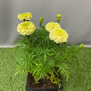 MARIGOLD SEEDLING 4 PK