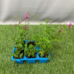 PELARGONIUM SEEDLING 6 PK