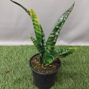 SANSEVIERIA HYACINTHOIDES 12CM