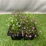 GYPSOPHILA SEEDLING 4 PACK