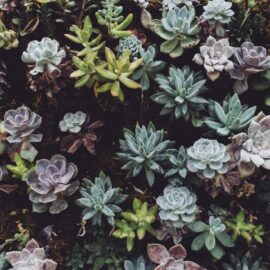 The health benefits of succulents