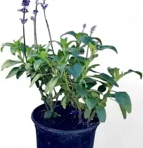 SALVIA FARINACEAE VICTORIA BLUE 12CM