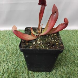 SARRACENIA PURPUREA 12.5CM