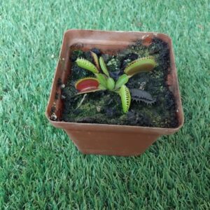 VENUS FLYTRAP 10CM