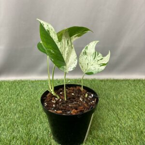 EPIPREMNUM PINNATUM MARBLE 15CM