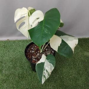 MONSTERA ALBO 21CM