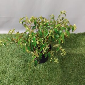 BEGONIA AMPHIOXUS 14CM