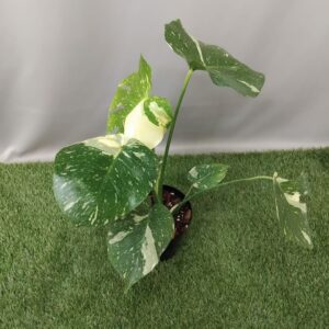 MONSTERA THAI CONSTELLATION 15CM