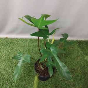 PHILODENDRON PEDATUM FLORIDA GREEN 14CM