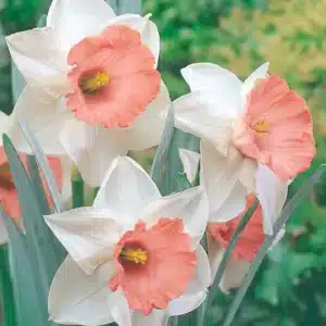 DAFF PINK SELECT BULBS