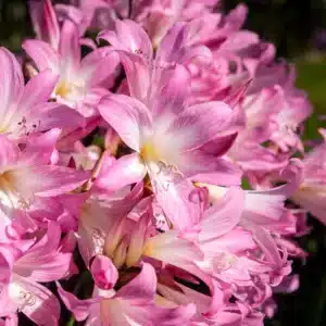 AMARYLLIS BELLADONNA BULBS