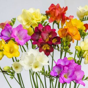 FREESIAS ASSORTED BULBS