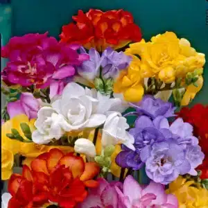 FREESIAS DOUBLE MIXED BULBS