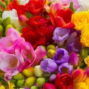 FREESIAS MIX REGULAR BULBS