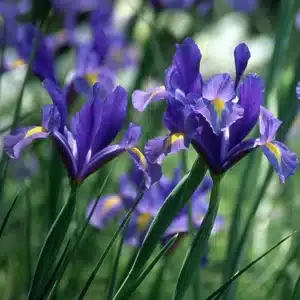 DUTCH IRIS DARK BLUE BULBS