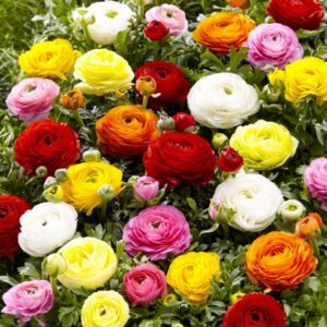 RANUNCULUS BULBS