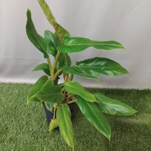 PHILODENDRON CRUENTUM SUBHASTATUM 14CM