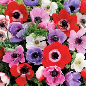 ANEMONES SINGLE BULBS