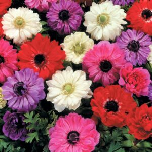ANEMONES DOUBLE BULBS