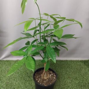 PACHIRA 17CM