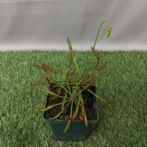 CAPE SUNDEW 10CM