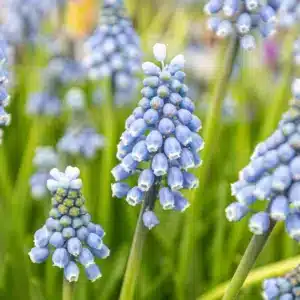 MUSCARI BLUE PEARL BULBS