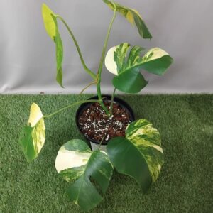 MONSTERA AUREA 21CM